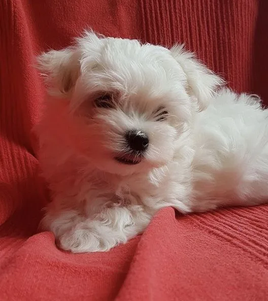Maltese puppies(619) 659-7389