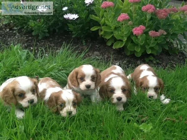 Cavalier king puppies (619) 659-7389