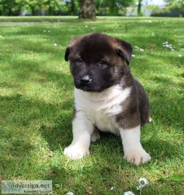 Akita puppies(619) 659-7389