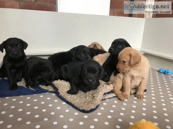 Labrador puppies for sale(619) 659-7389