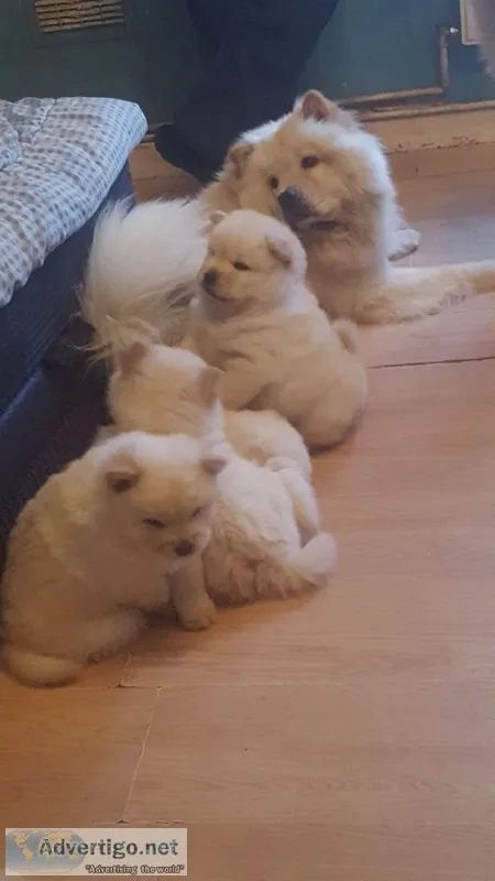 Chow chow puppies(619) 659-7389