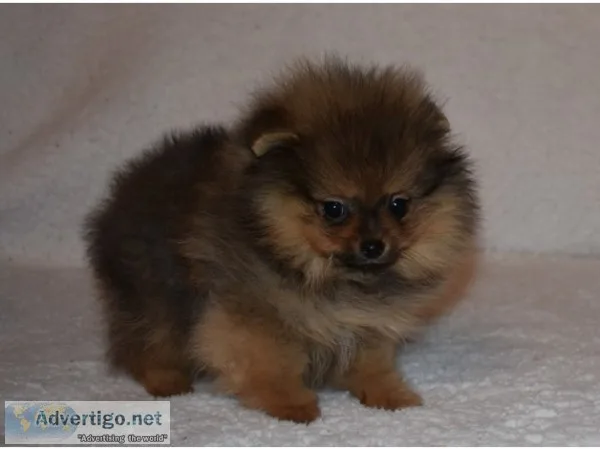 Pomeranian for sale(619) 659-7389