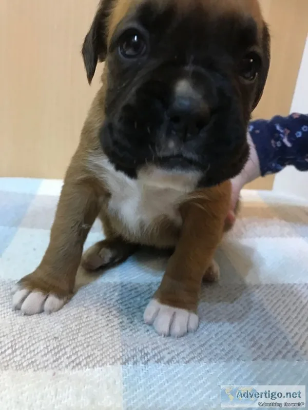 Boxer puppies for sale(619) 659-7389