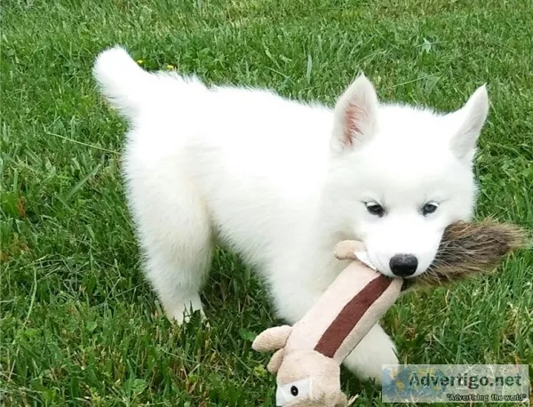Siberian husky puppies 
