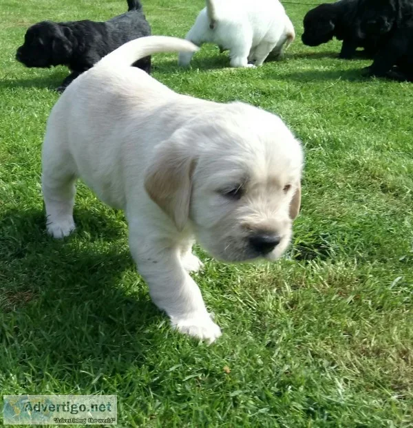 Golden retriever for sale(619) 659-7389