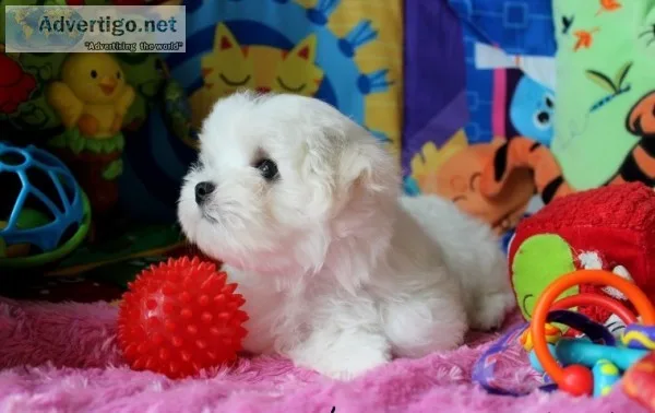 Maltese puppies(619) 659-7389