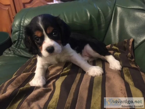 Cavalier king puppies (619) 659-7389