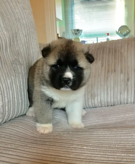 Akita puppies(619) 659-7389