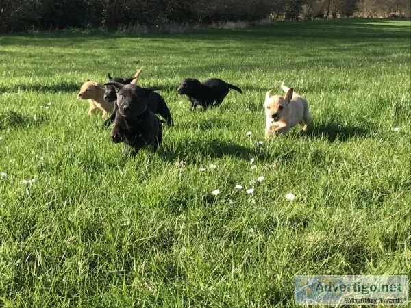 Labrador puppies for sale(619) 659-7389