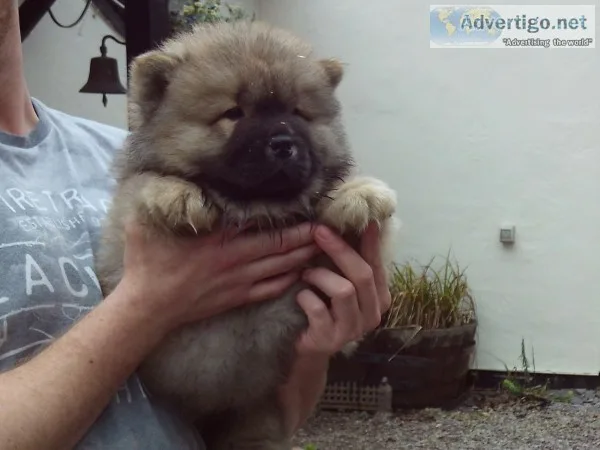 Chow chow puppies(619) 659-7389