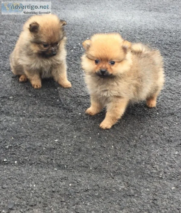 Pomeranian for sale(619) 659-7389
