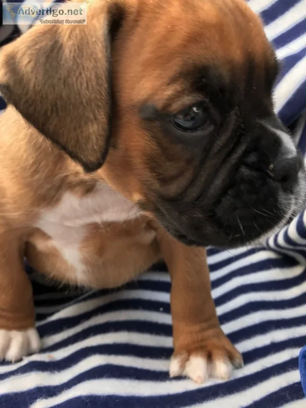 Boxer puppies for sale(619) 659-7389