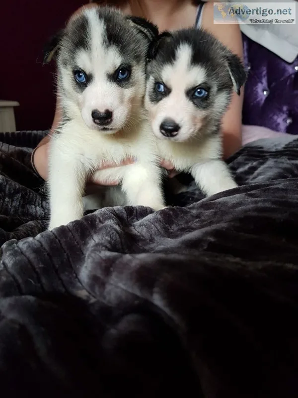 Siberian husky puppies 