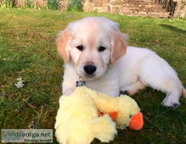 Golden retriever for sale(619) 659-7389