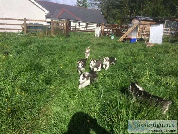 Siberian husky puppies 