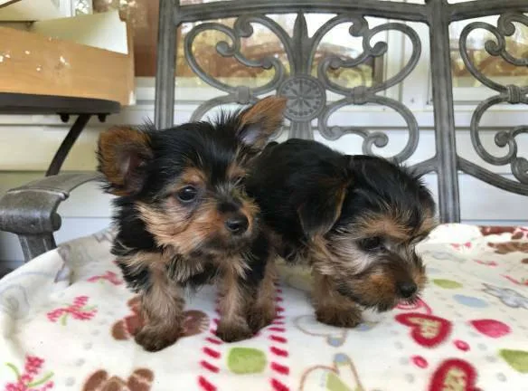 Lovely teacup yorkie puppies