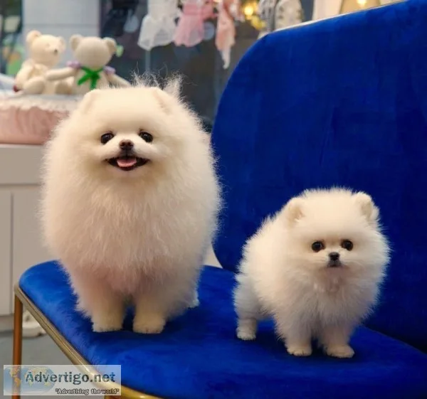 11 weeks old male and female pomeranian 