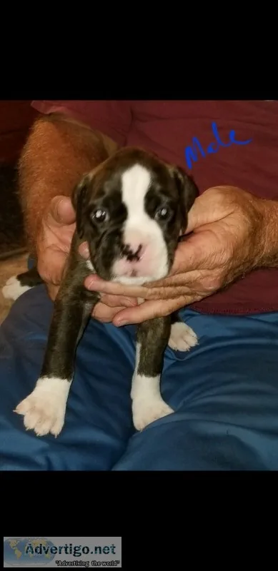 Akc boxer puppiee