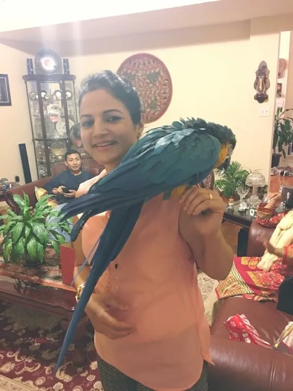 Macaw parrot for adoption