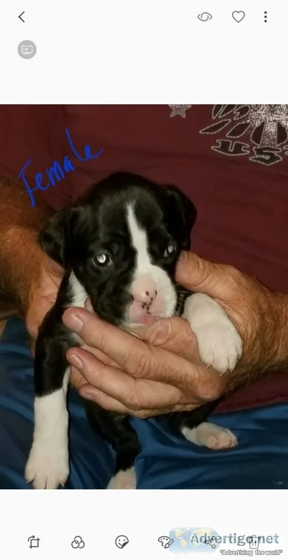 Akc boxer puppiee