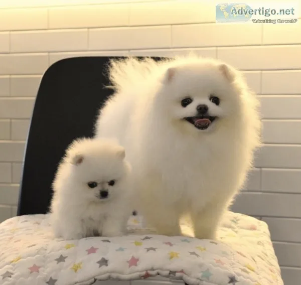 Akc registered pomeranian puppies ready 