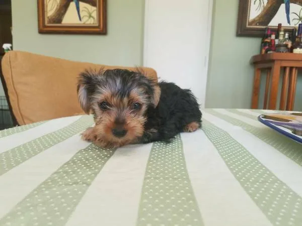Healthy trained t-cup yorkie puppies
