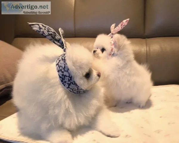 Pomeranian puppies 11 weeks old