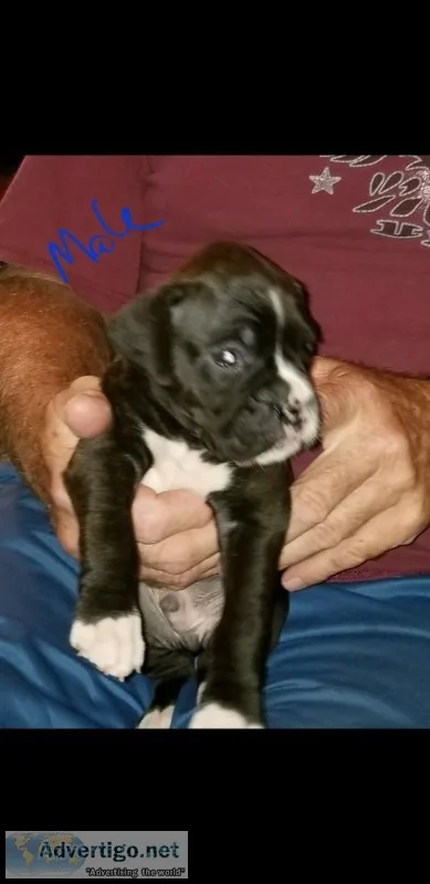 Akc boxer puppiee