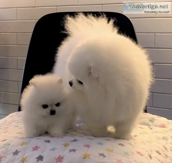Potty trained pomeranian puppies 