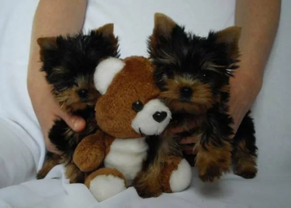 Charming akc t-cup yorkie puppies