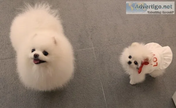 11 weeks old male and female poms 