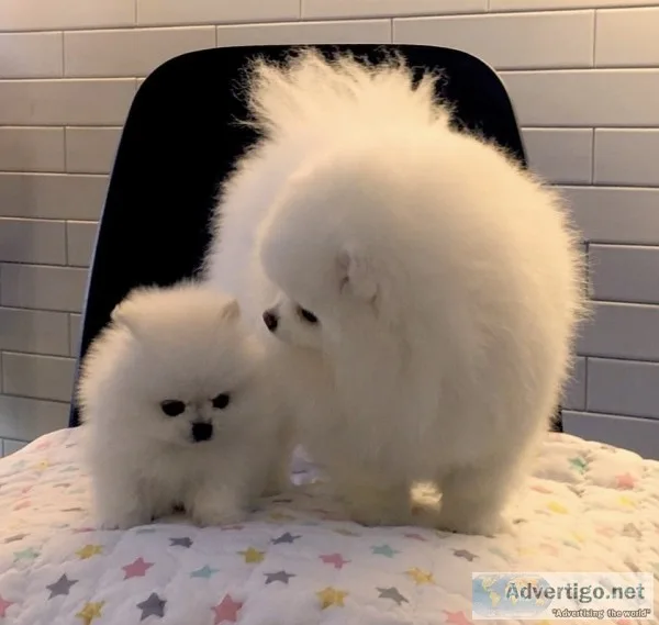 Pomeranian puppies available now 