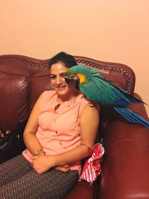 Macaw parrot for adoption