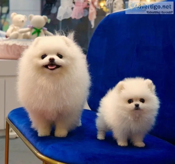 Stunning pomeranian puppies ready now 