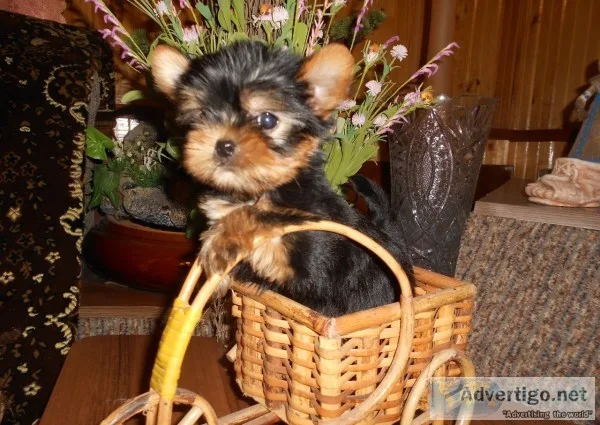 Home raised teacup yorkie puppies ready