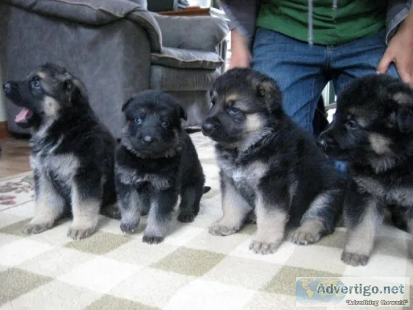 German shepherd puppies for sale