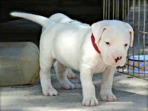 Dogo argentino puppies for sale