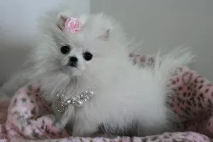 Awesome pomeranians
