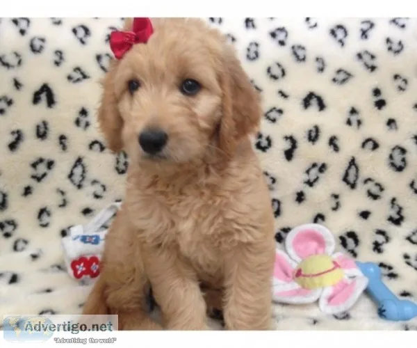 Female goldendoodle