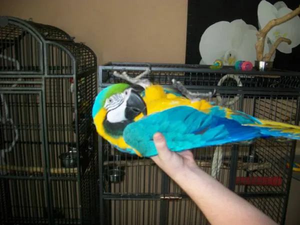 Macaw 