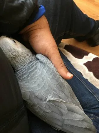 Friendly male african grey parrot