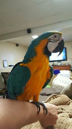 Affectionate blue and gold macaw