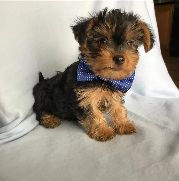 Great yorkie puppies ready for new lover