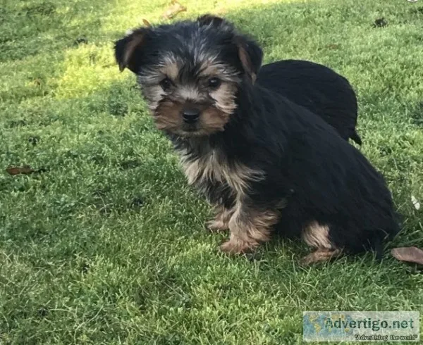 Adopt registered yorkie puppies 