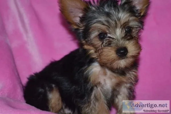 Yorkie puppies sure to melt your heart