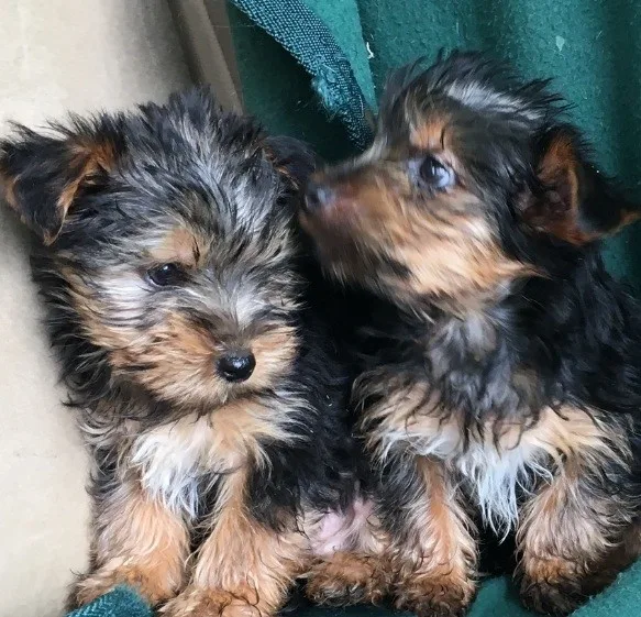 _ _trained_yorkshire terrier puppies