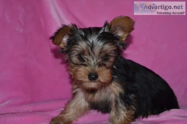 Yorkie puppy available for blessed famil