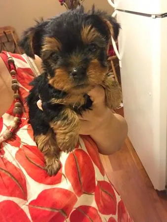 Miniature yorkshire terrier puppies