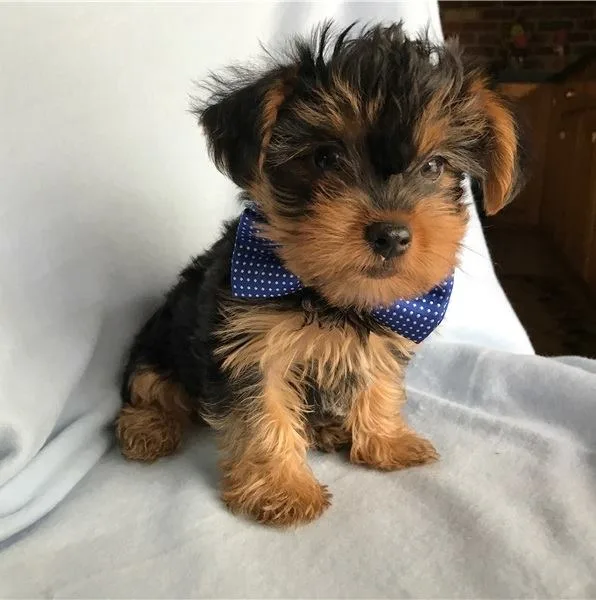 Very tiny teacup yorkie puppies now avai