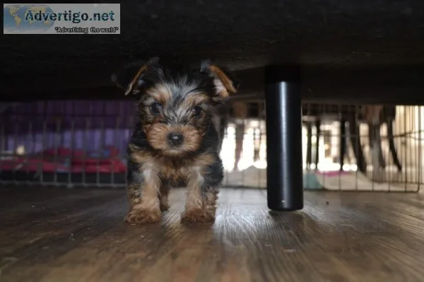 Akc yorkie puppies waiting for dog lover
